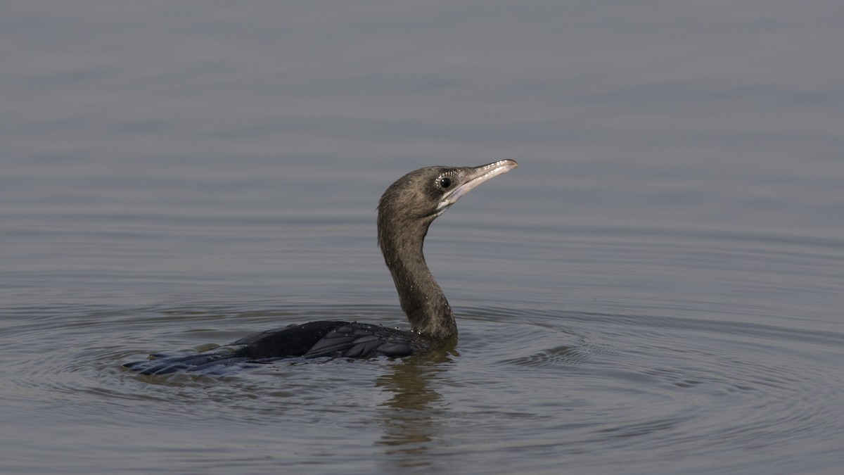 Little Cormorant - Wenjia Chen