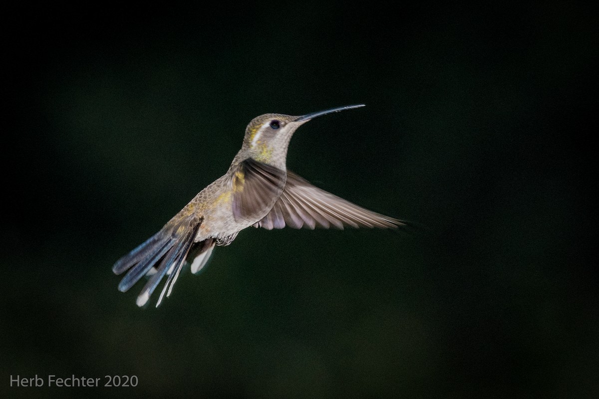 kolibřík blankytohrdlý - ML253280441