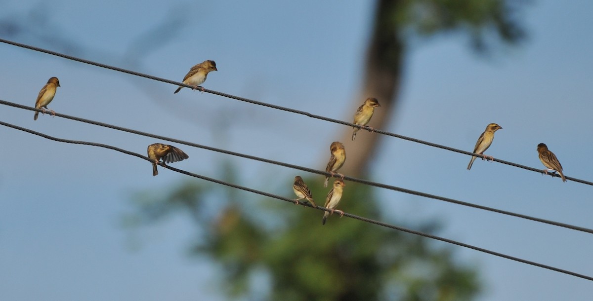 Baya Weaver - JOE M RAJA