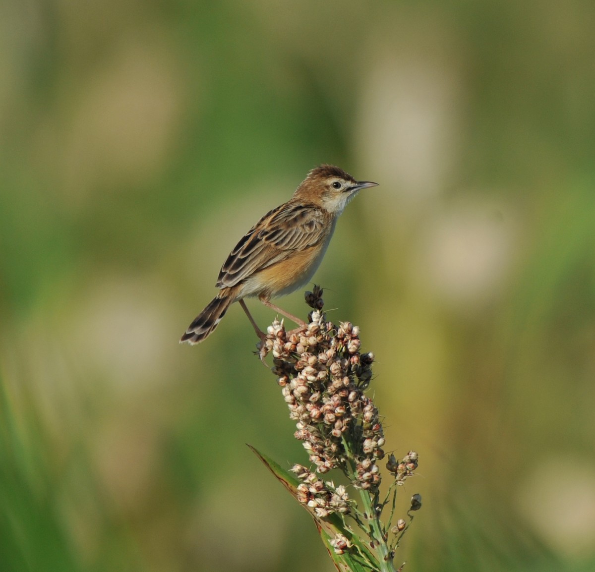 Zitting Cisticola - JOE M RAJA