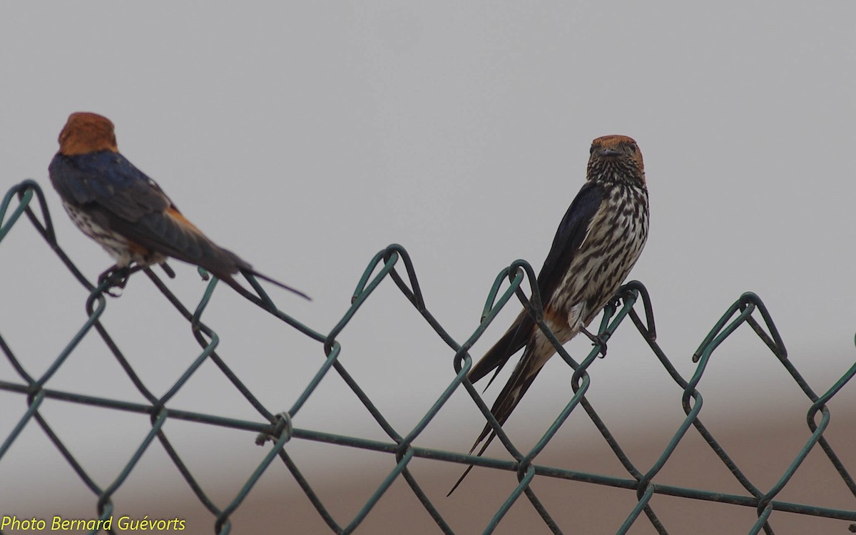 Lesser Striped Swallow - Bernard Guevorts