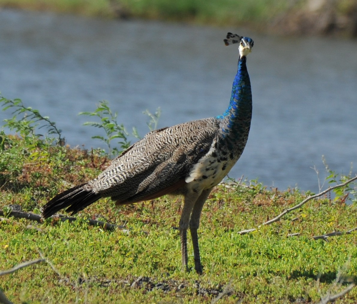 Indian Peafowl - ML253282951