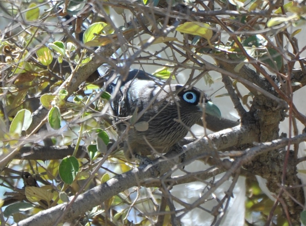 Blue-faced Malkoha - ML253284451