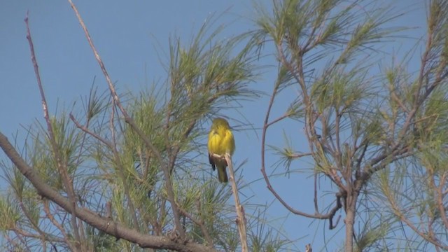 gulparula (petechia gr.) - ML253284491