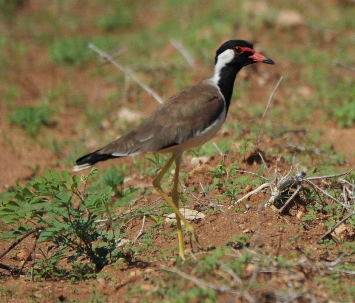 Red-wattled Lapwing - ML253284711