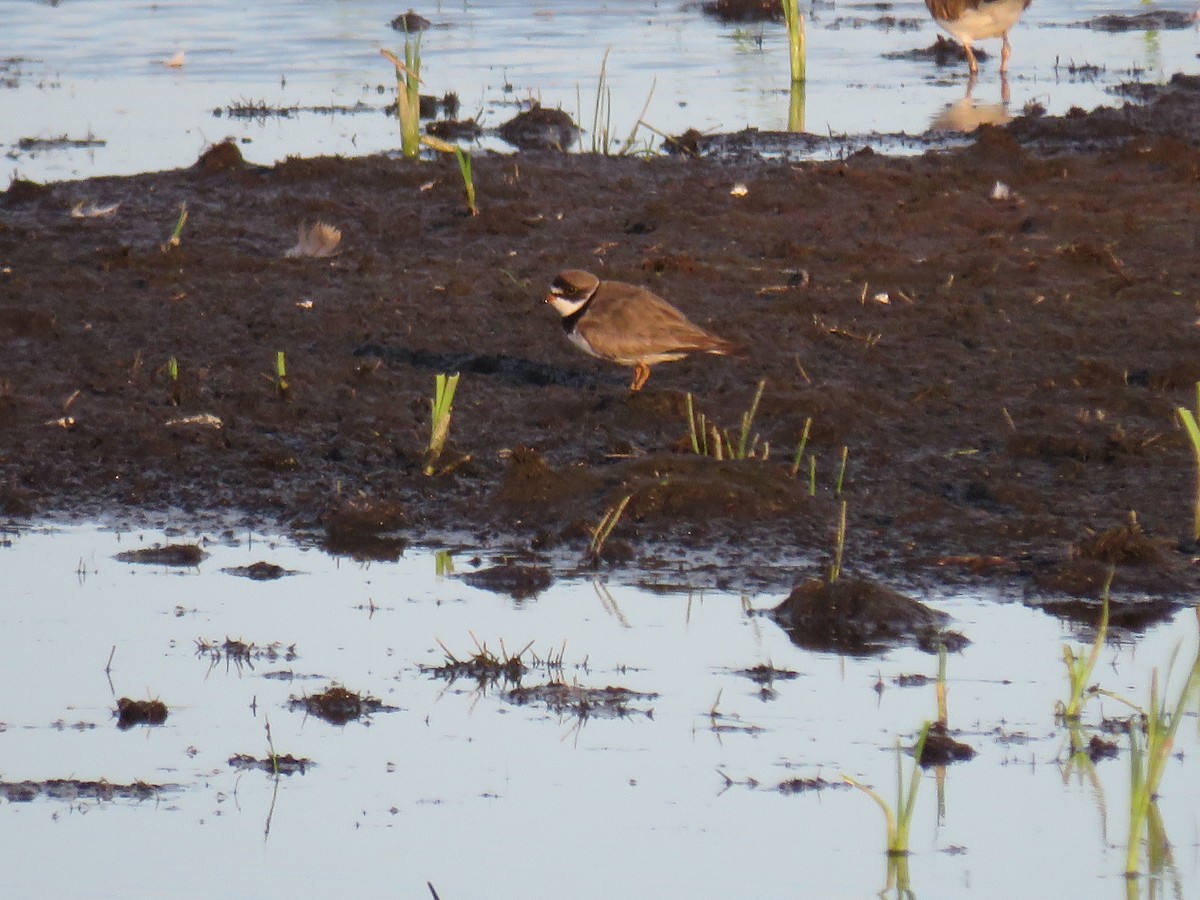 Semipalmated Plover - ML253288071