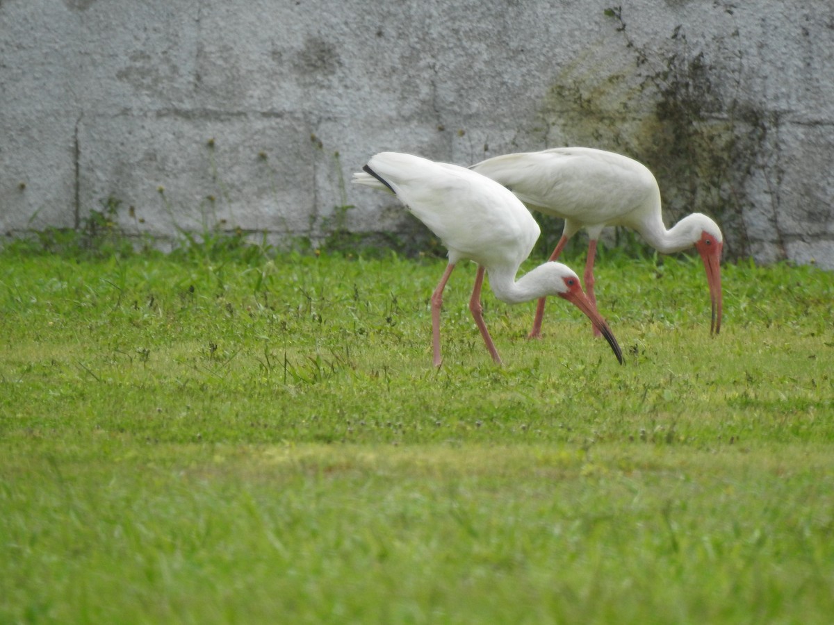 Ibis blanc - ML253288211