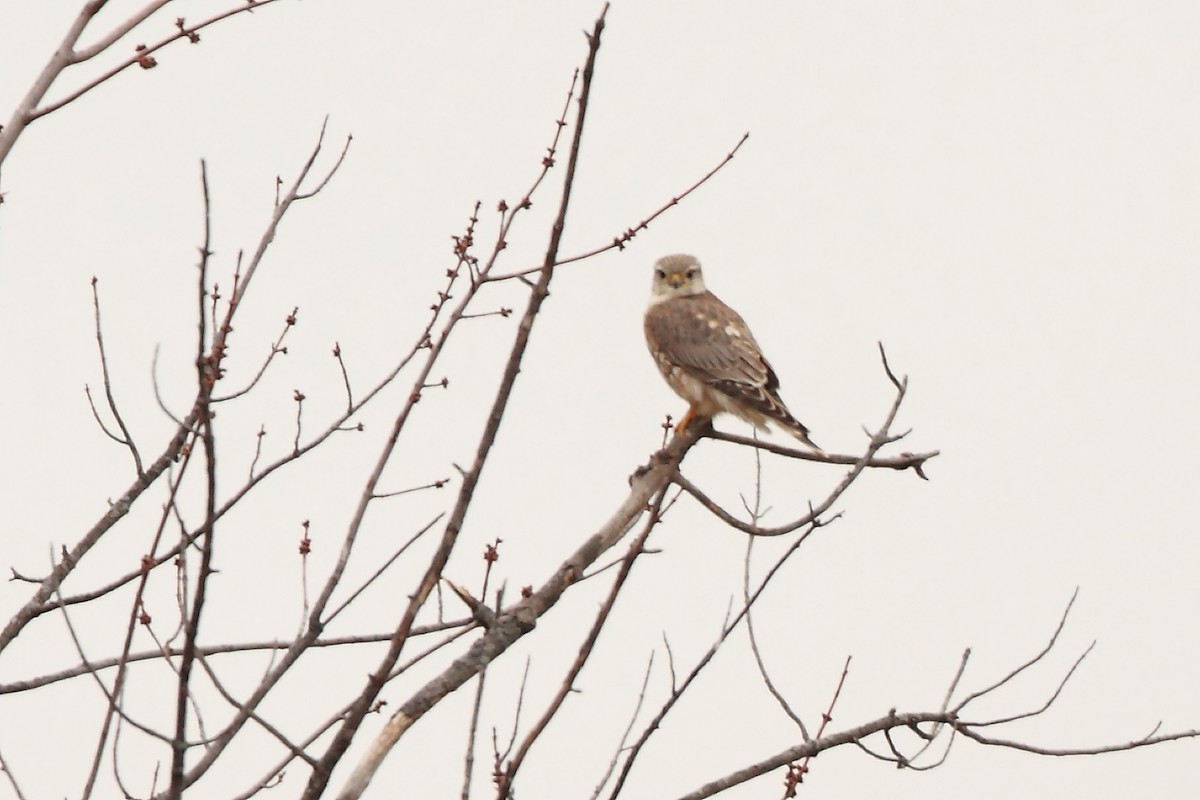 Merlin (Prairie) - Tony Moline