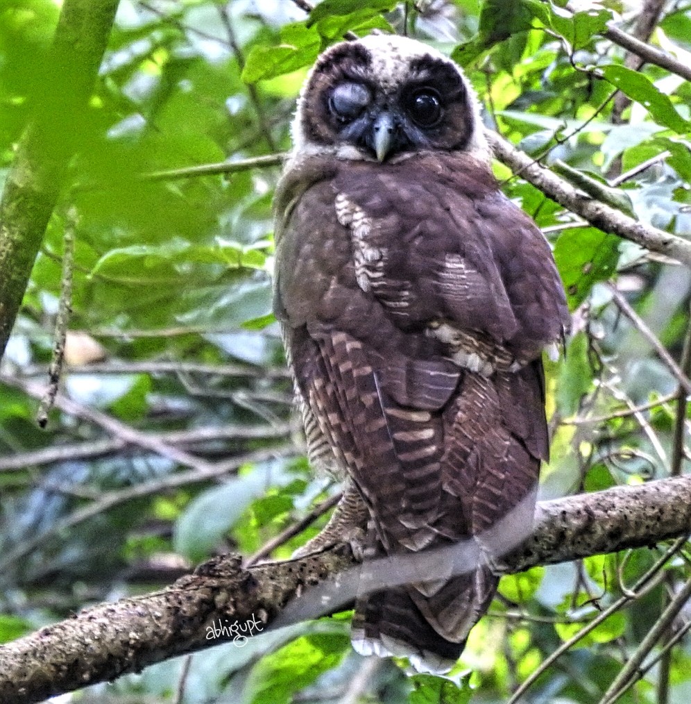 Brown Wood-Owl - ML253289811