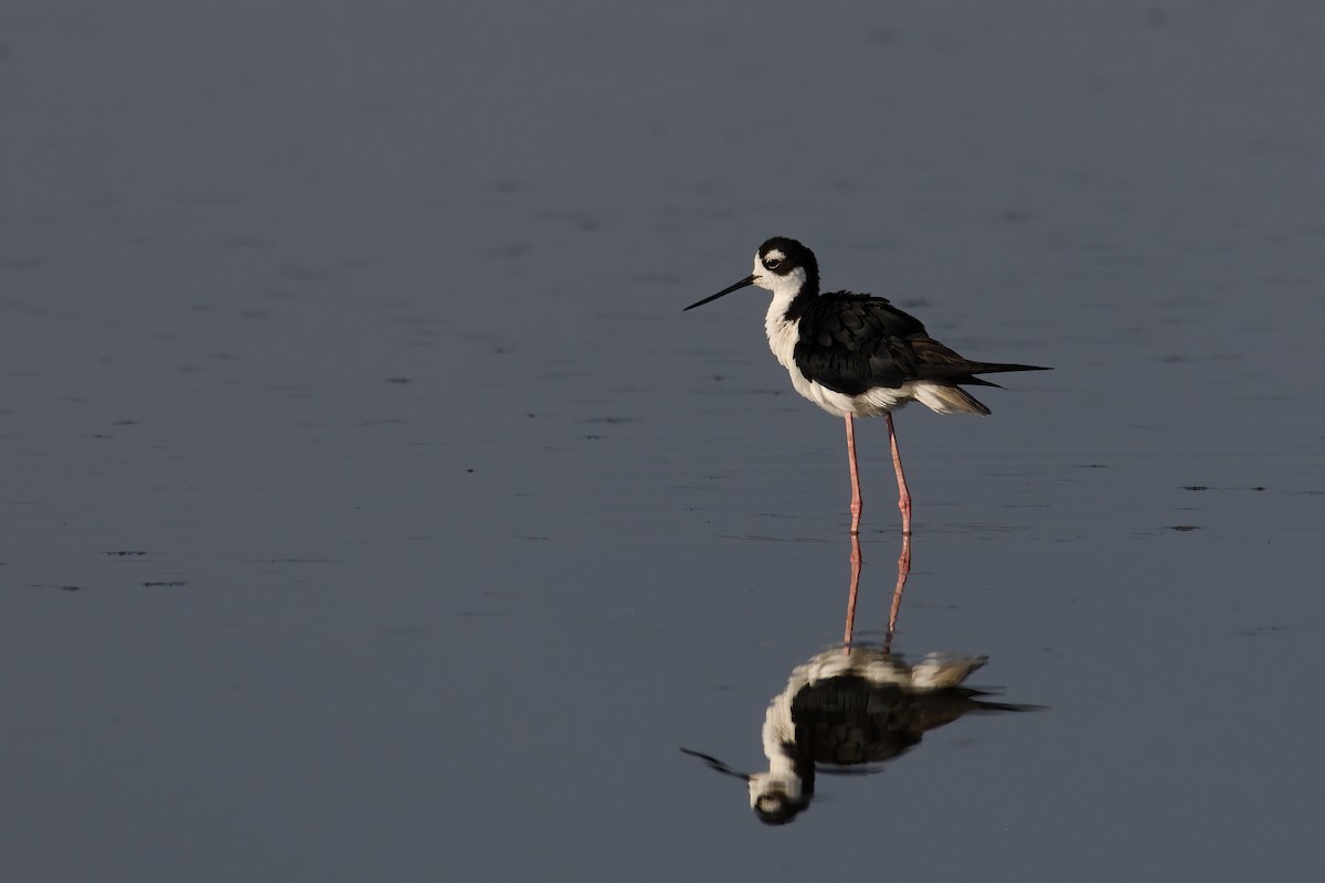 Black-necked Stilt - ML253291461