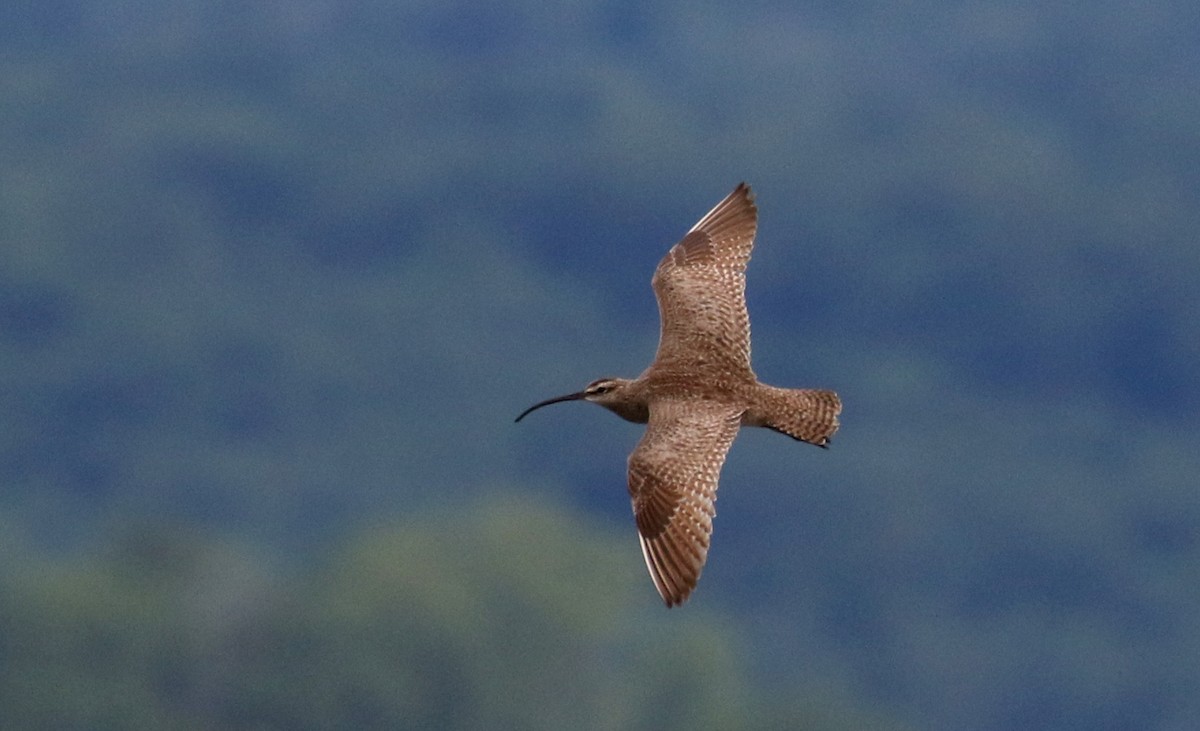 Whimbrel (Hudsonian) - Jay McGowan