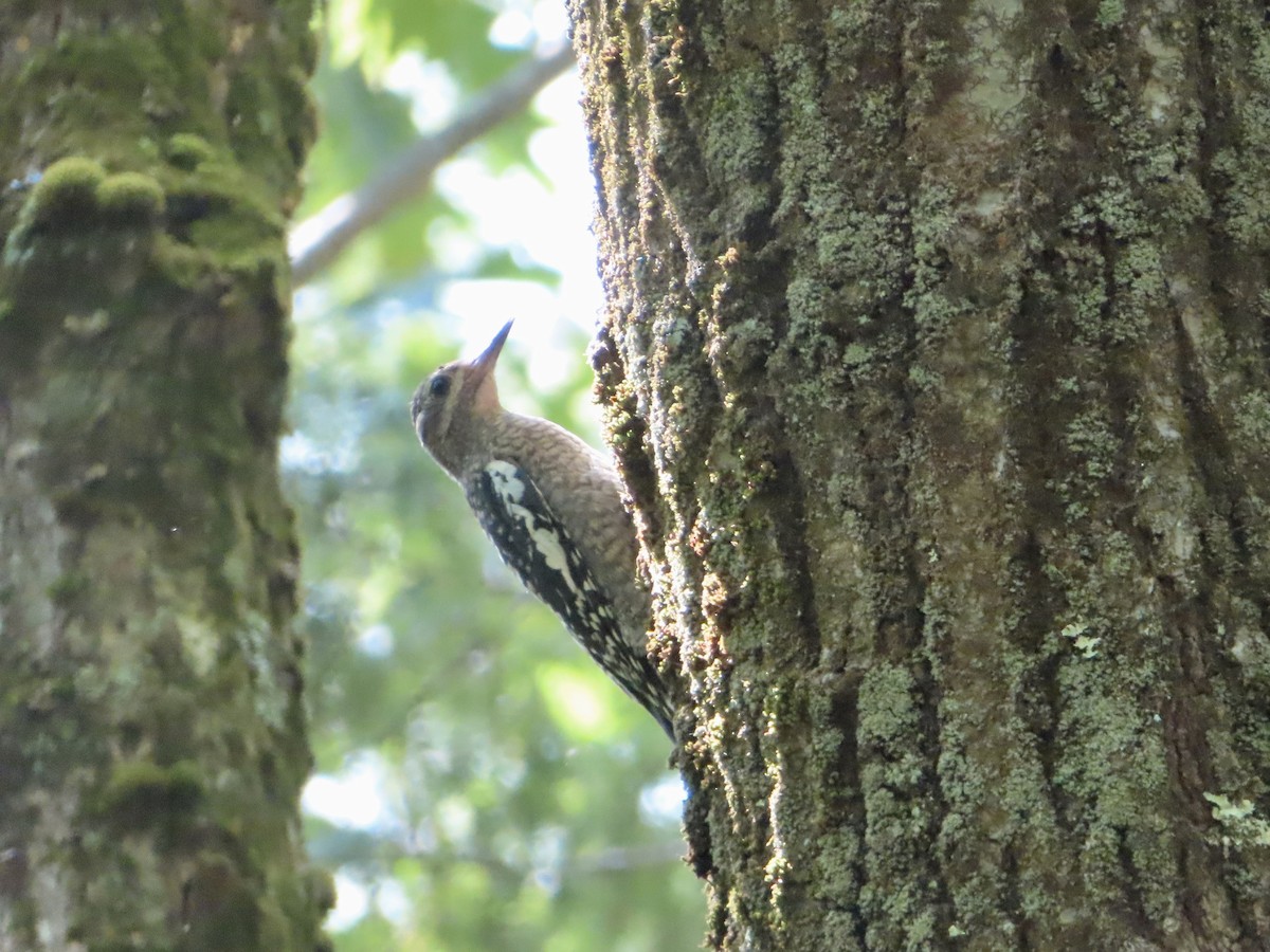 Yellow-bellied Sapsucker - ML253292591