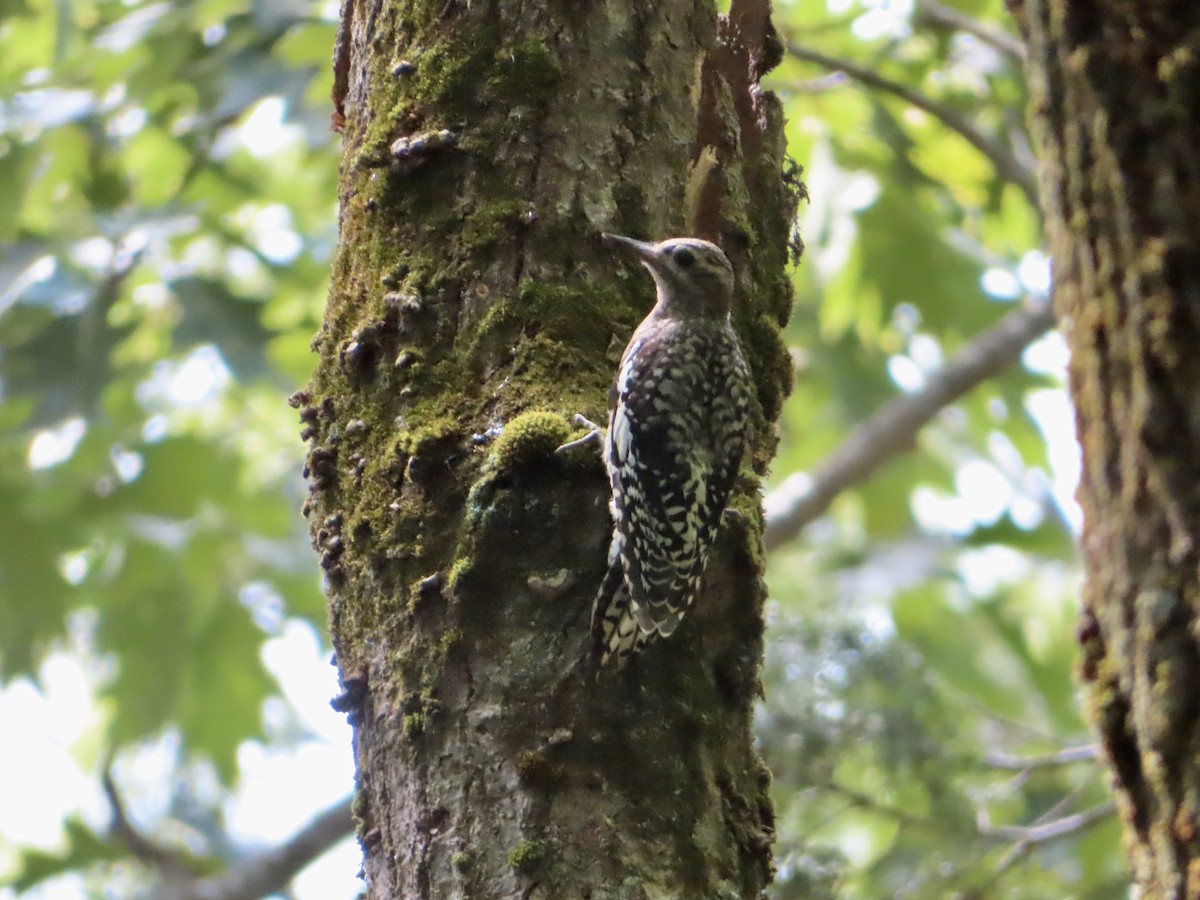 Yellow-bellied Sapsucker - ML253292621