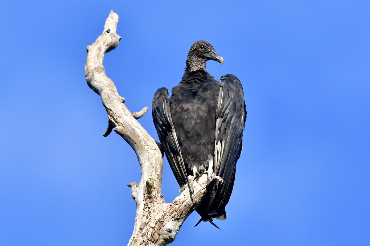 Black Vulture - Charles Thomas
