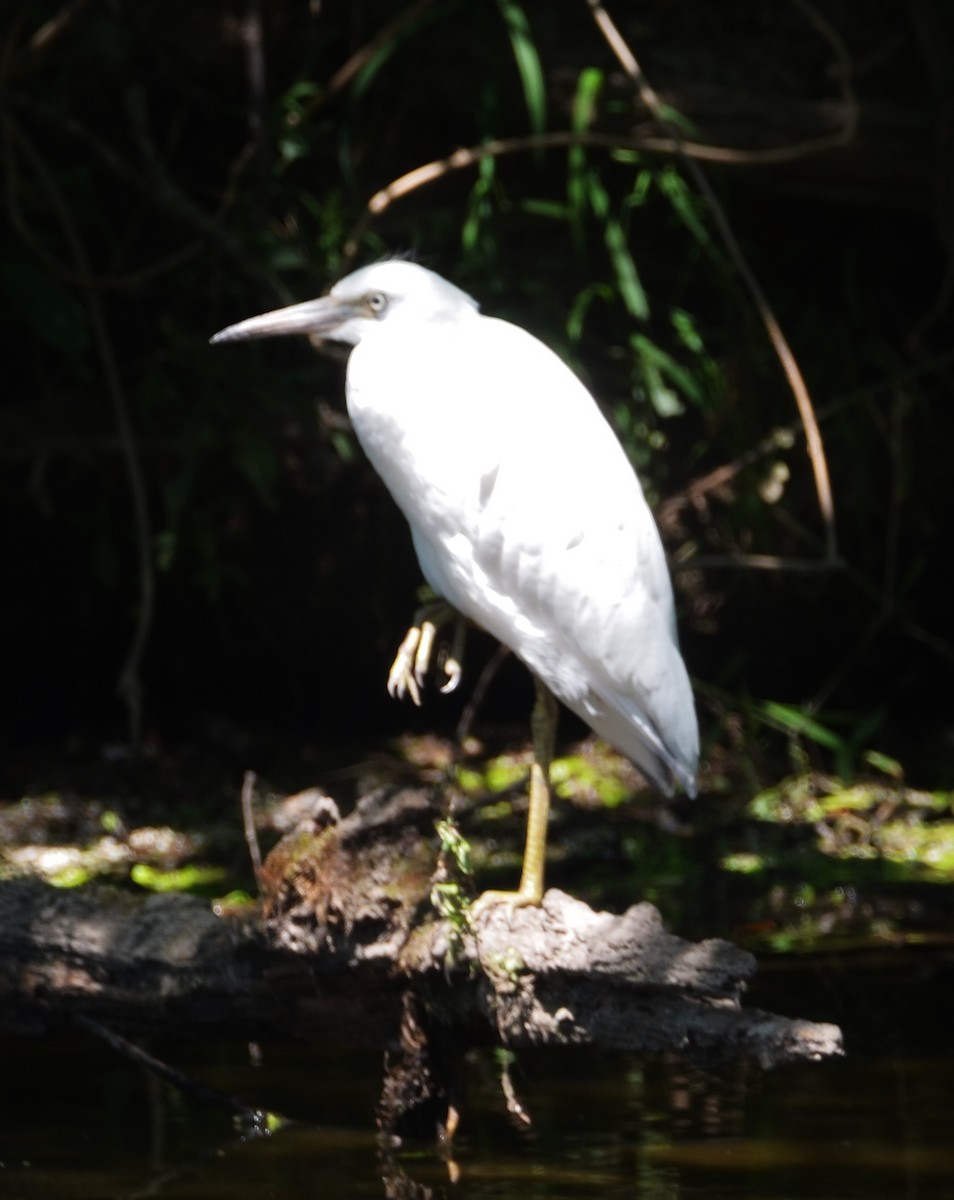 Little Blue Heron - ML253294111