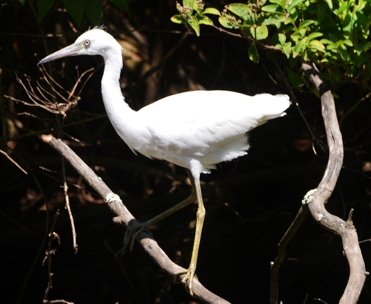 Little Blue Heron - ML253294121