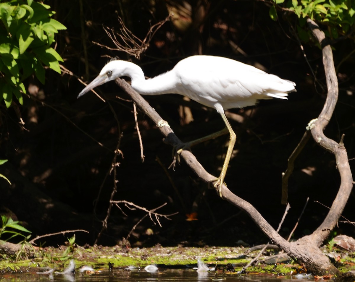 Little Blue Heron - ML253294131