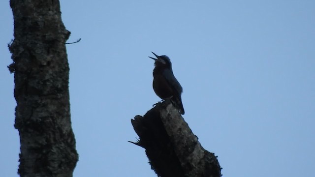 Chestnut-bellied Nuthatch - ML253294541