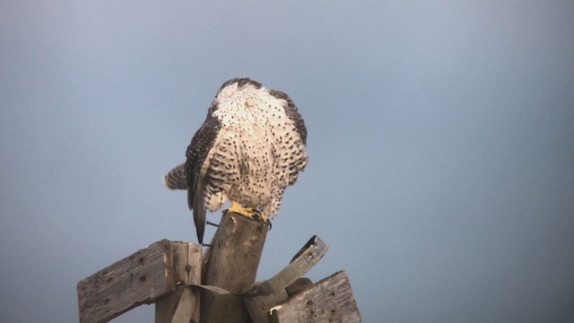 Gyrfalcon - ML253294631