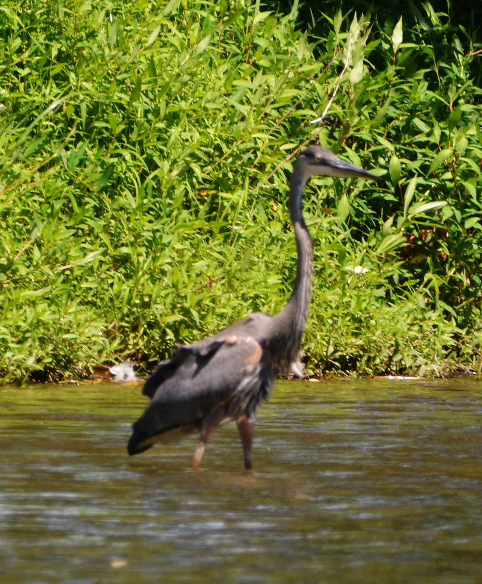 Great Blue Heron - Old Sam Peabody