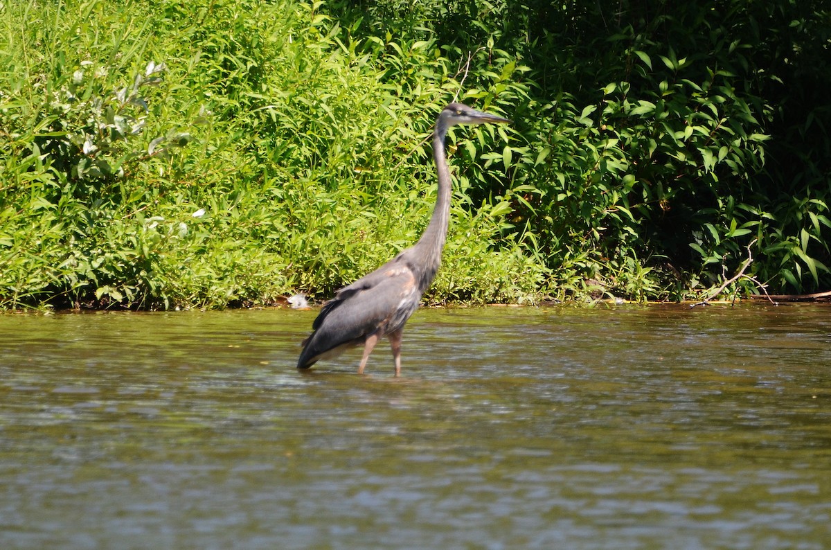 Great Blue Heron - ML253294811