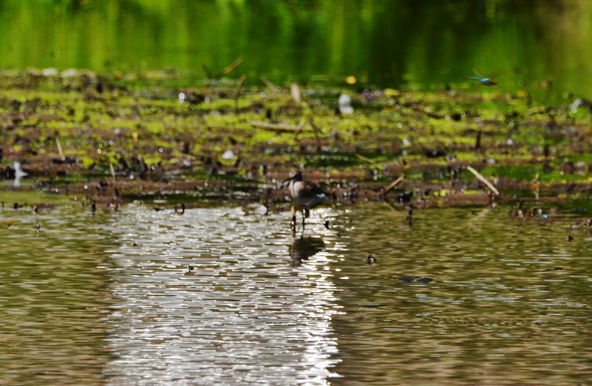 Solitary Sandpiper - ML253294851