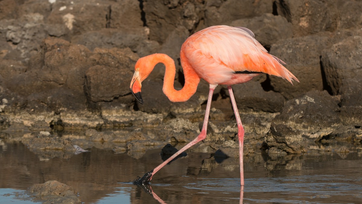 American Flamingo - ML253296411