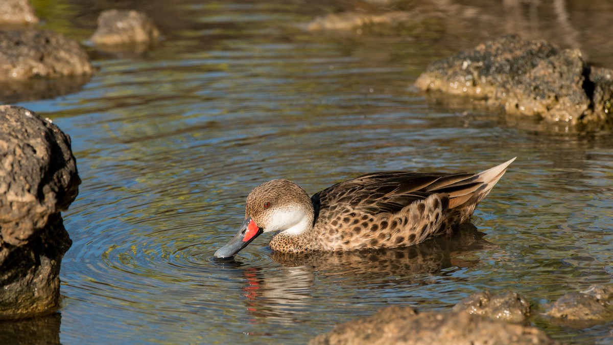 White-cheeked Pintail - ML253296811