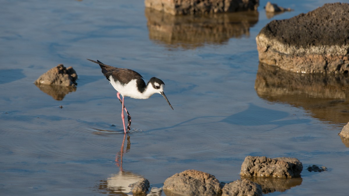 Black-necked Stilt - ML253297241