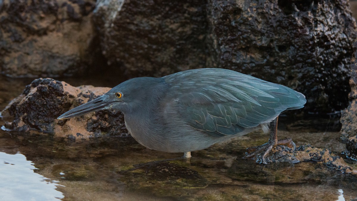 Striated Heron - ML253297301