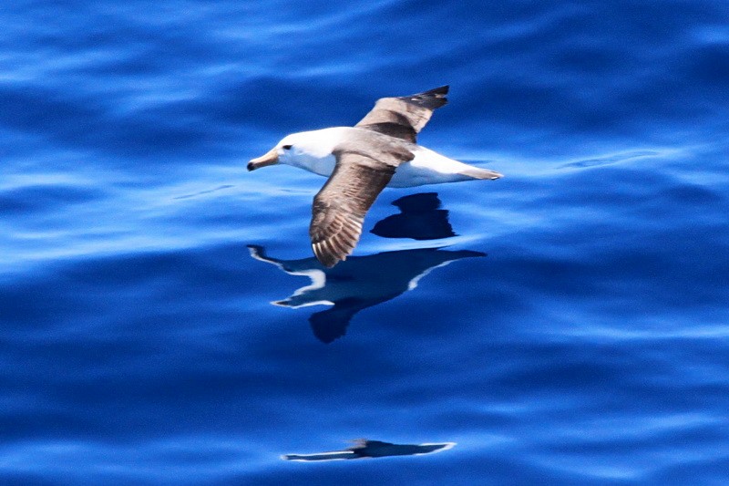 albatros černobrvý - ML25329901