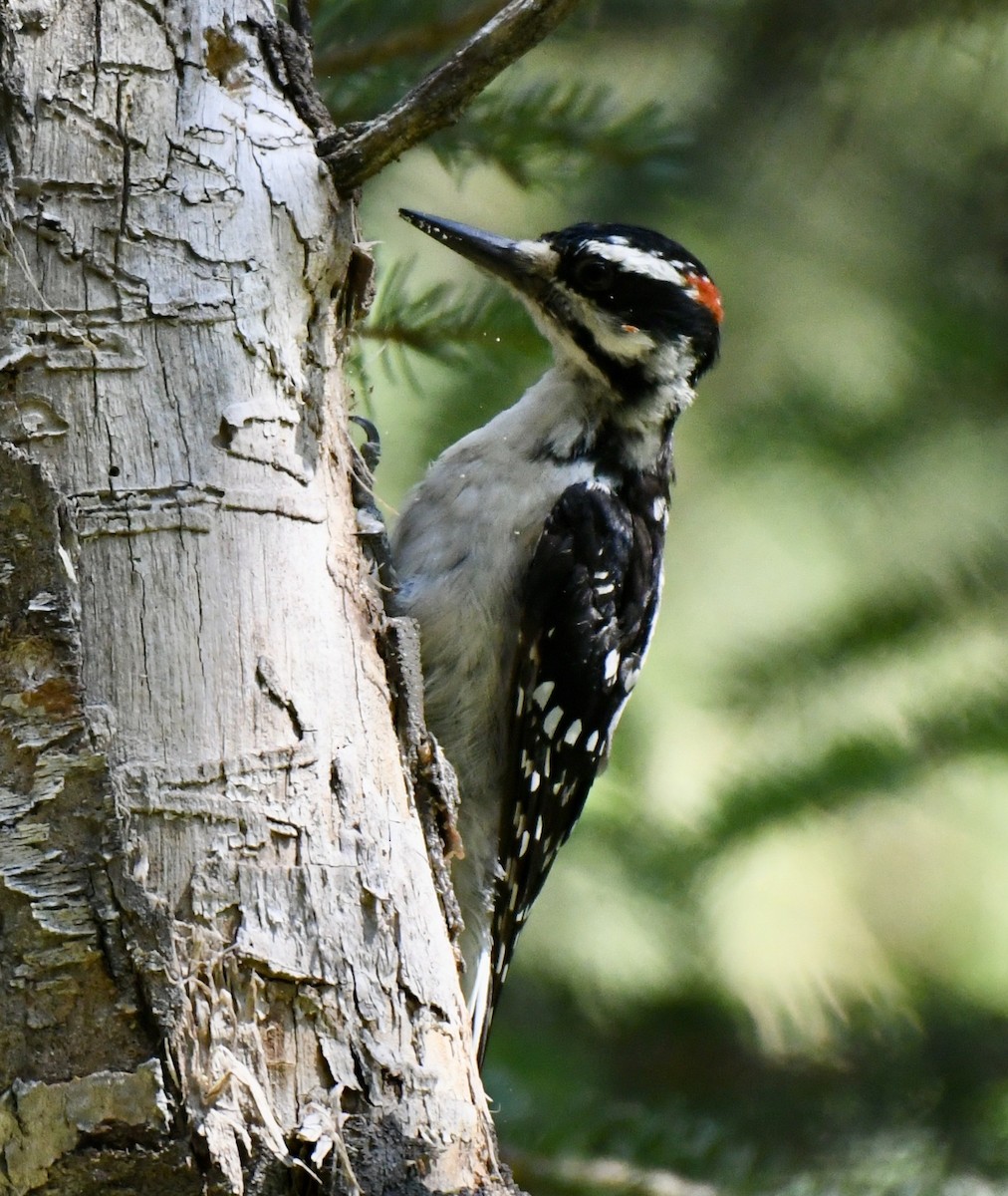 Hairy Woodpecker - ML253301261