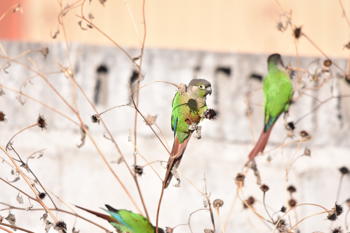 Green-cheeked Parakeet - ML253301471