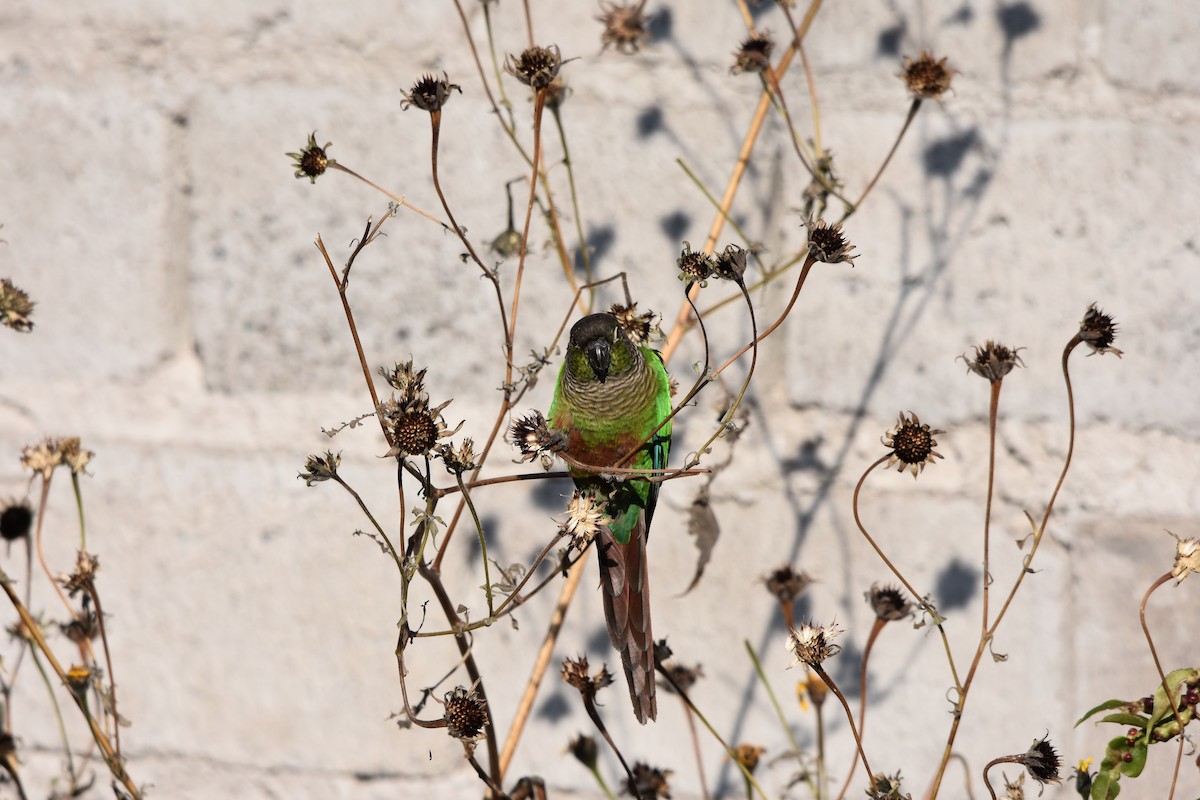Green-cheeked Parakeet - ML253301691