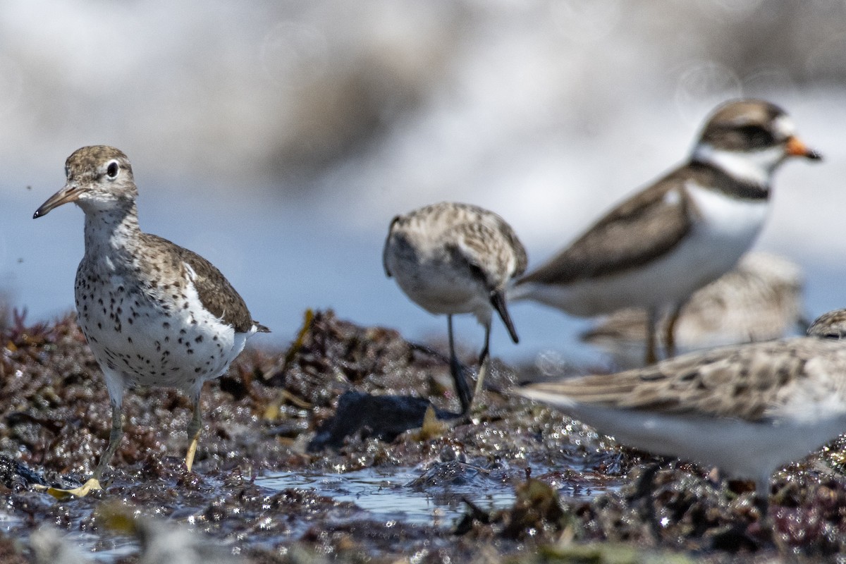 Spotted Sandpiper - ML253303991