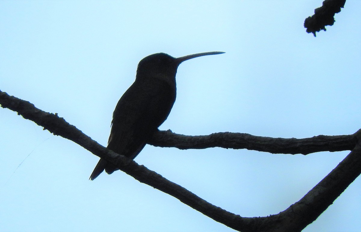kolibřík ryšavý - ML253304211