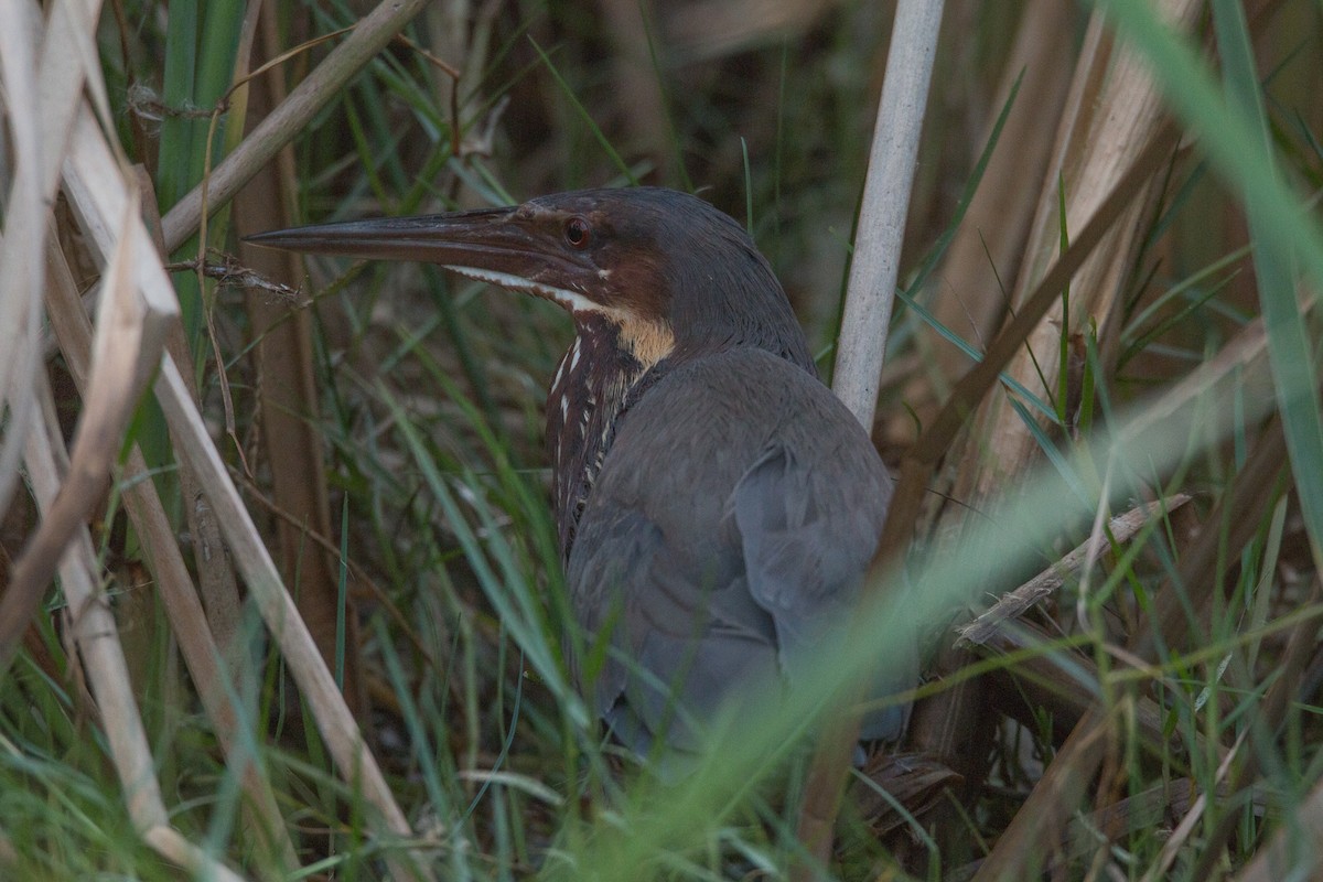 Black Bittern - ML25330431