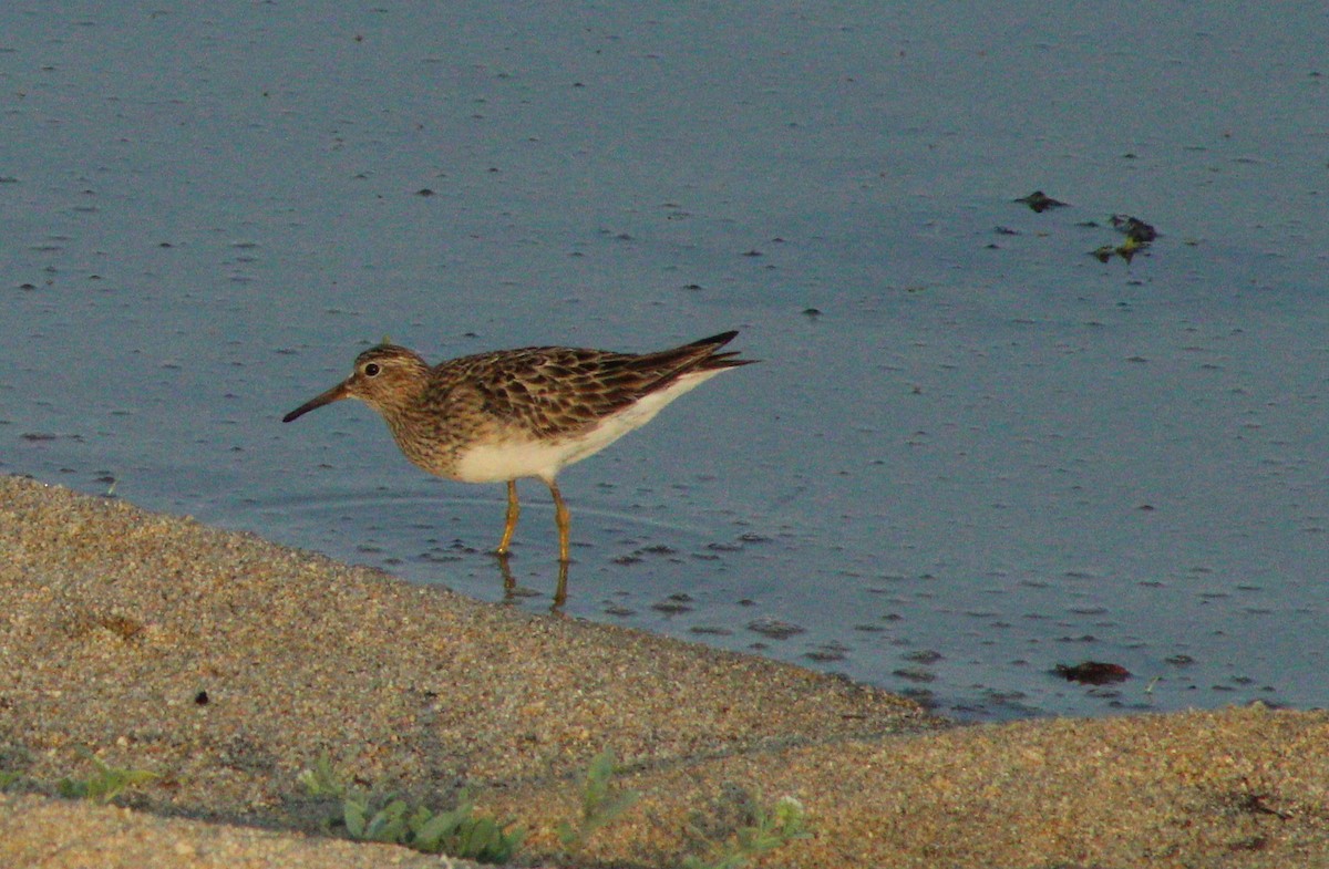 Pectoral Sandpiper - ML253304391