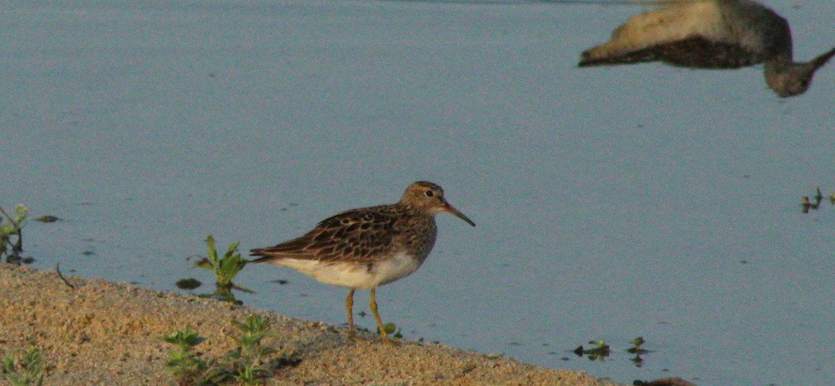 Pectoral Sandpiper - ML253304401