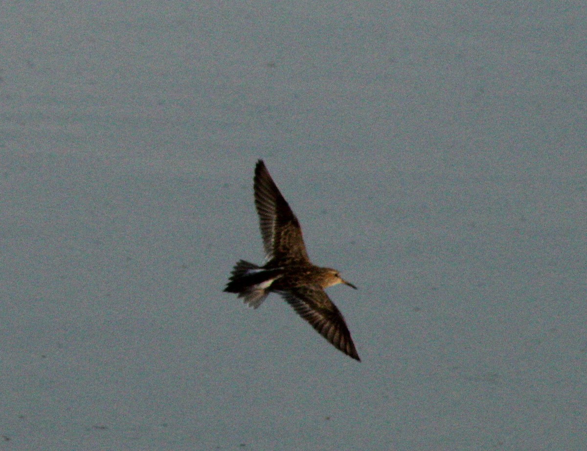 Pectoral Sandpiper - ML253304421