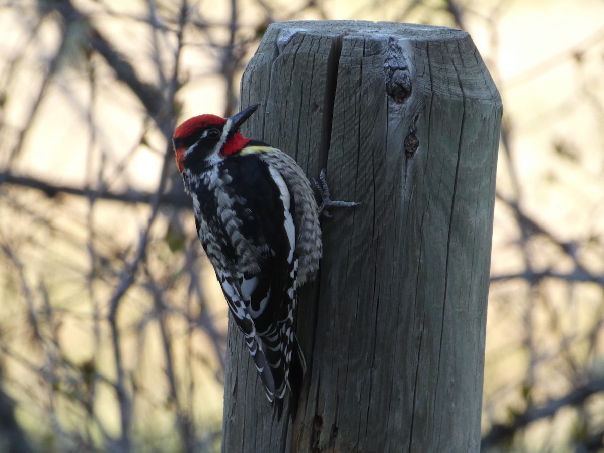 Red-naped Sapsucker - Cole Wolf