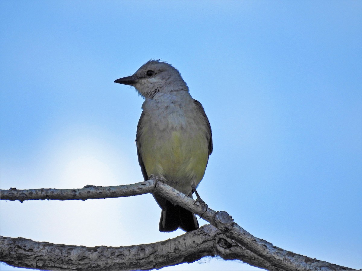 Western Kingbird - ML253305991