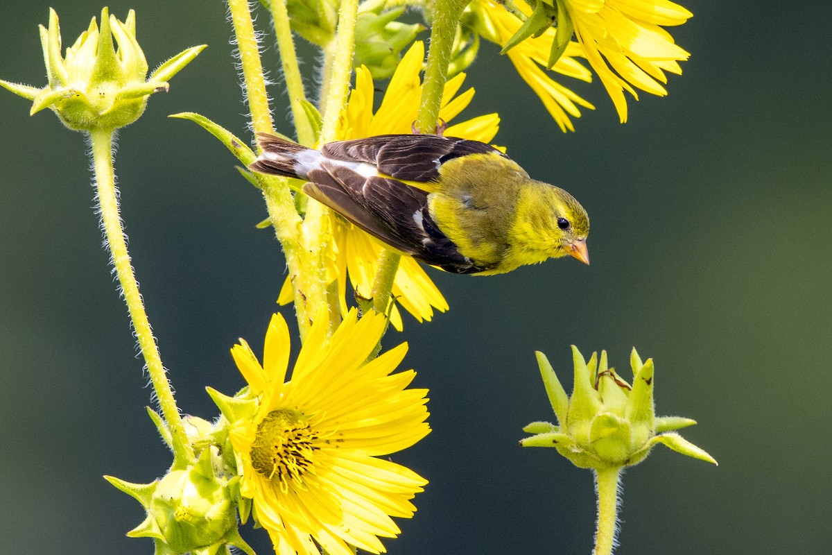 American Goldfinch - Brad Imhoff