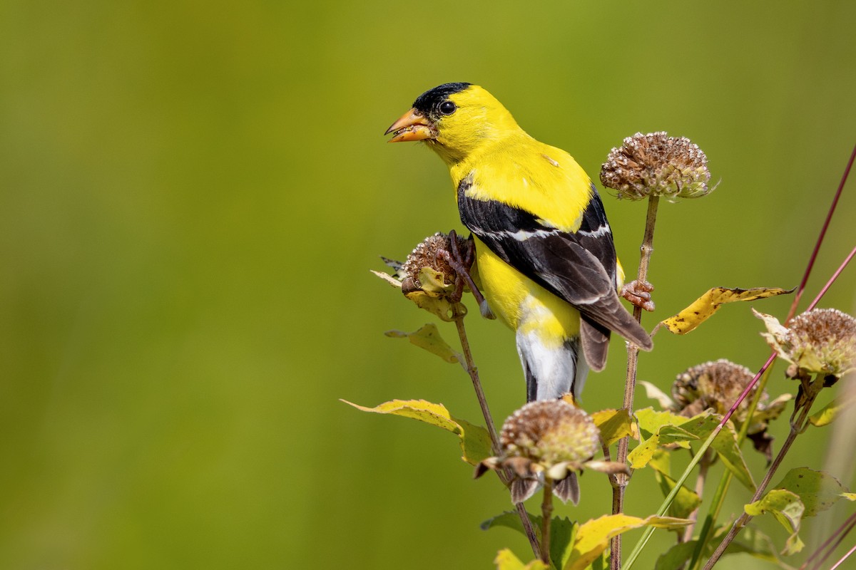 American Goldfinch - Brad Imhoff