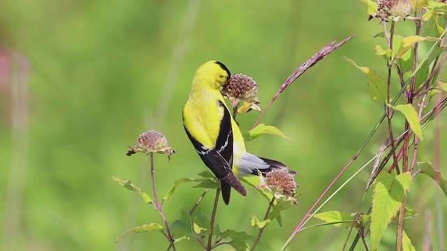 American Goldfinch - ML253308221