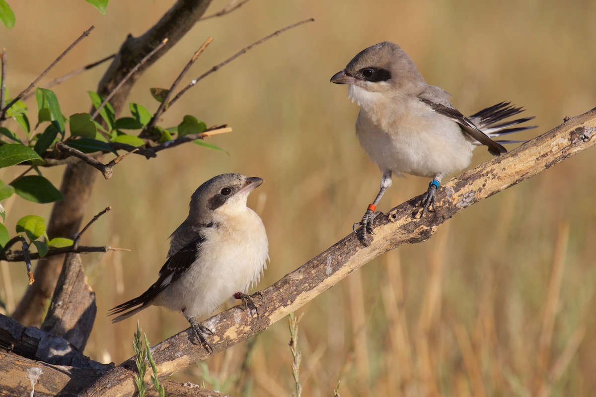 Lesser Gray Shrike - ML253308371