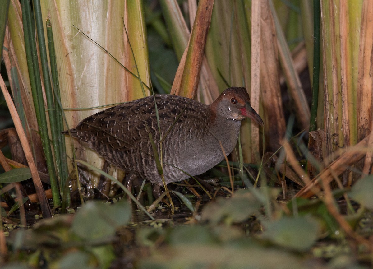 Slaty-breasted Rail - Phani krishna Ravi