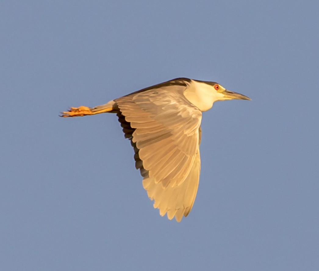 Black-crowned Night Heron - ML253309591