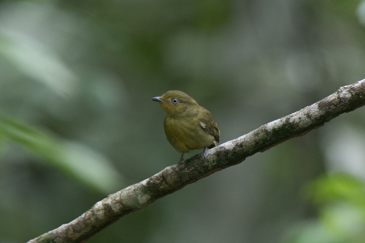 Crimson-hooded Manakin - ML25331041