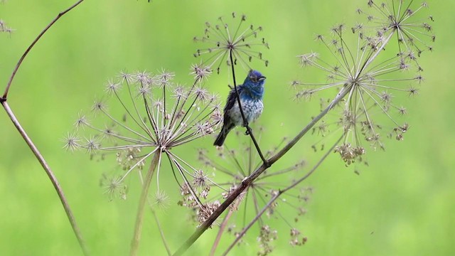 Indigo Bunting - ML253310571